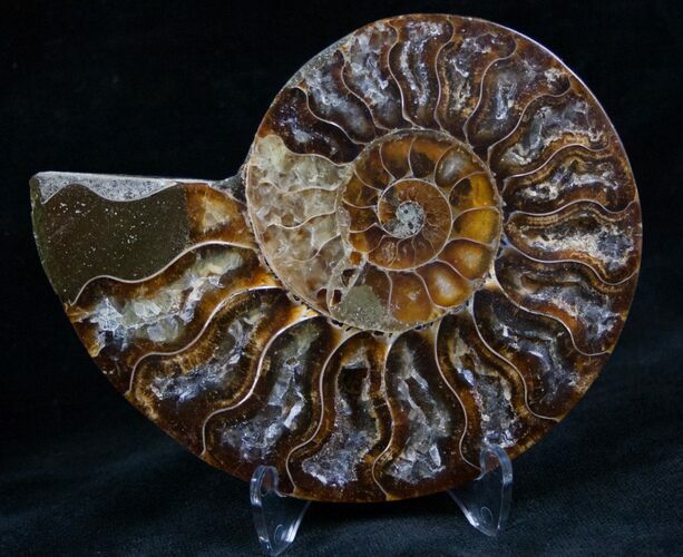 Cut and Polished Ammonite (Half) #7341
